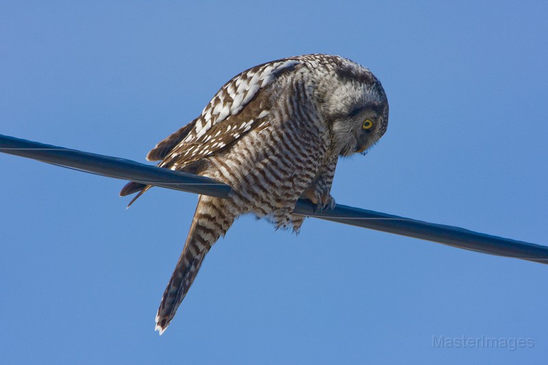 IMG_6657c.jpg - Northern Hawk-Owl (Surnia ulula)